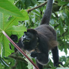 Ceiba Tree Lodge. Nuevo Arenal.