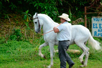 Horseback Riding