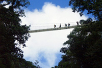 Hanging Bridges